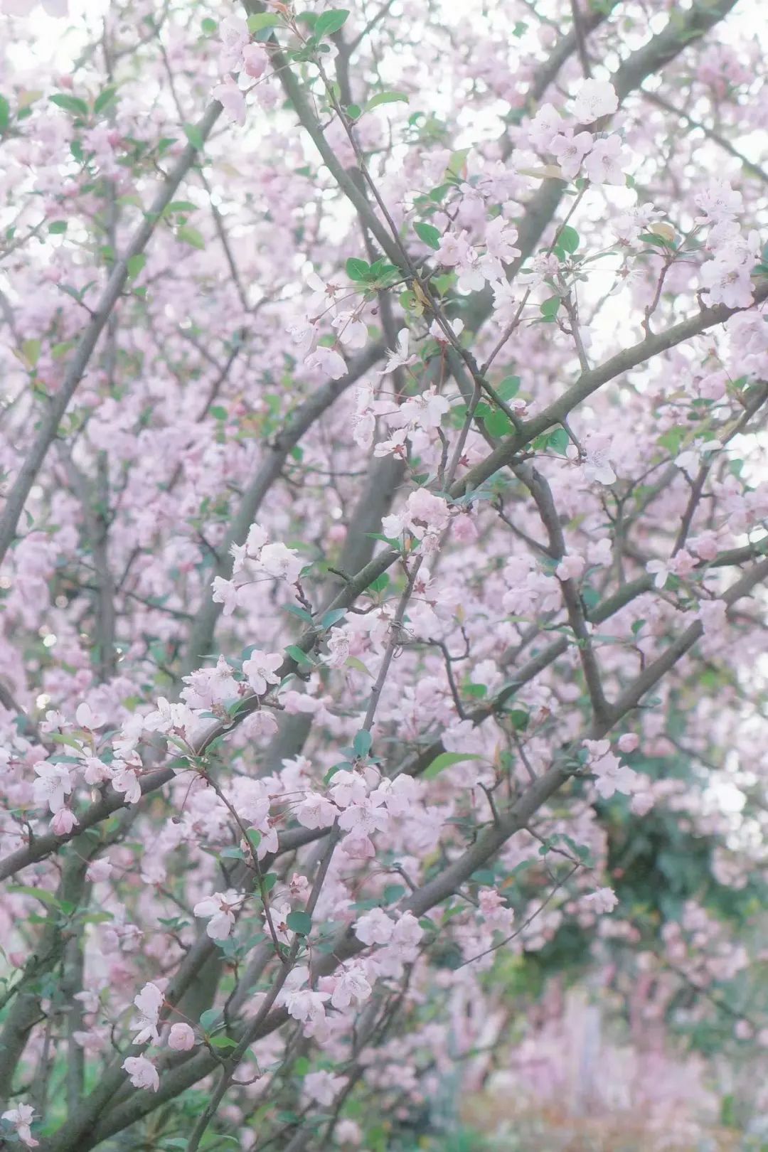 DƬ